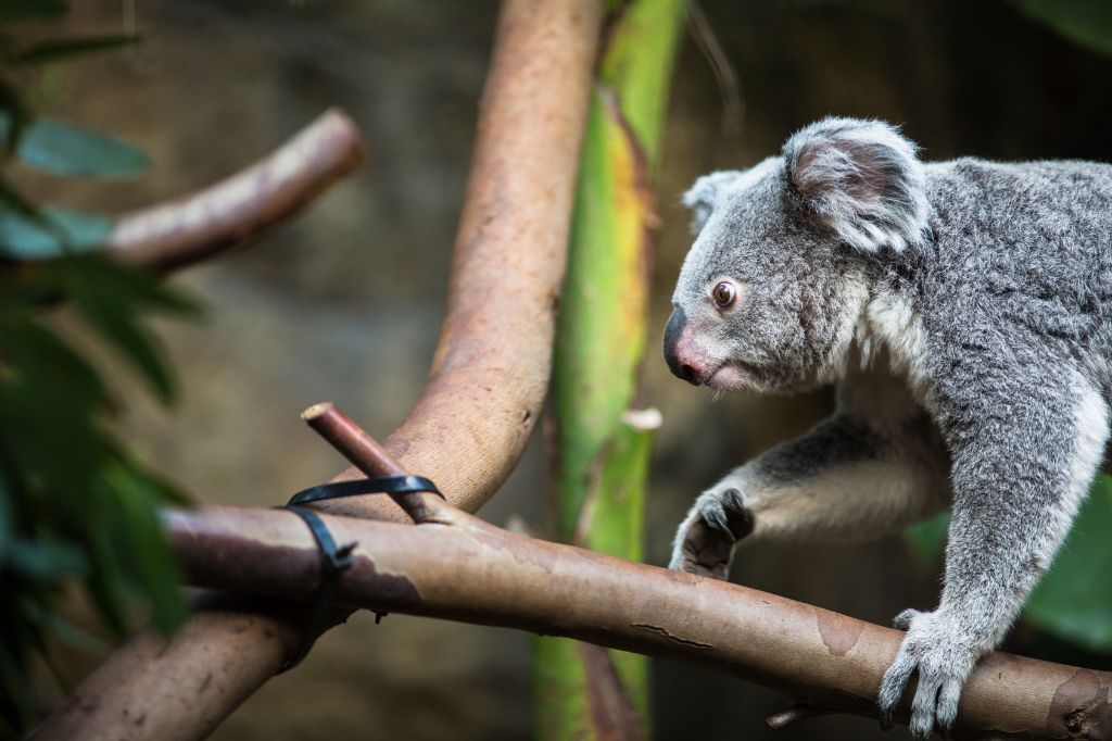 Australia koala on the tree