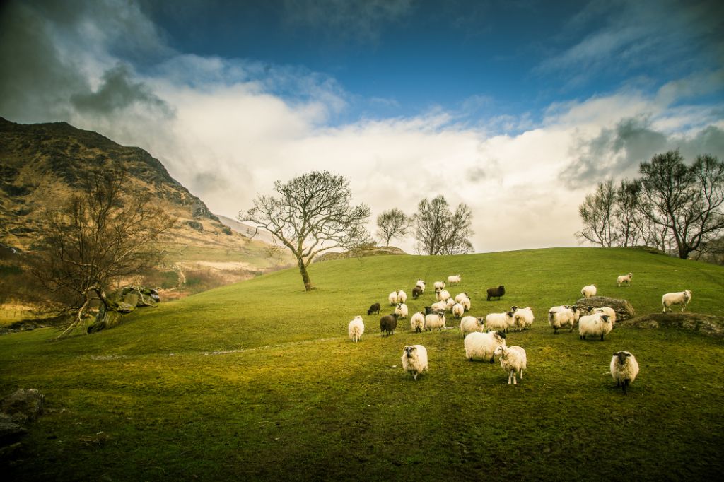 Sheep on a green meadow with lush grass