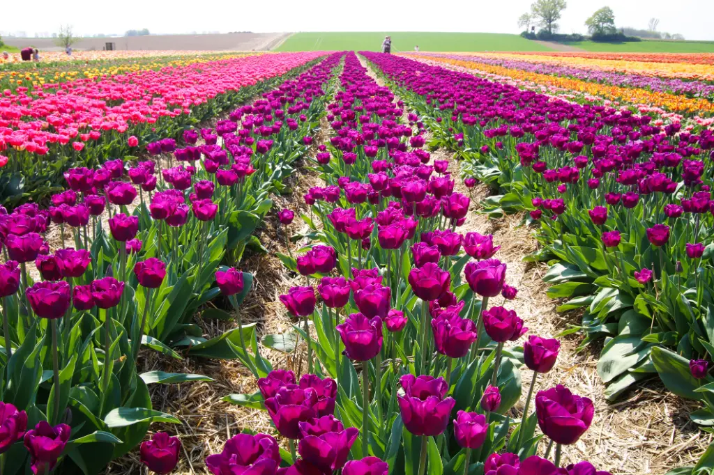 colourful tulip field 