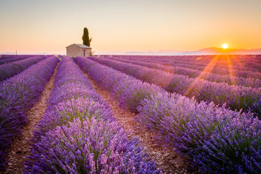 Purple lavender field in Valensole, France