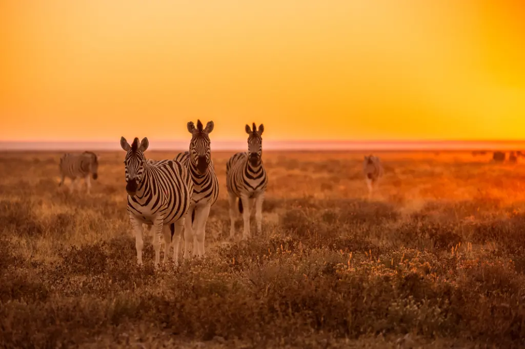 Zebra grazing at sunrise in Etosha, Namibia
