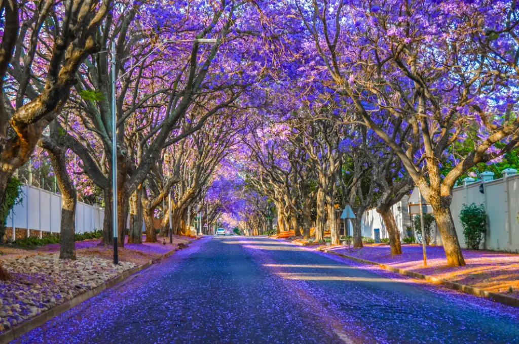 Purple blue Jacaranda - mimosifolia bloom in Johannesburg streets during spring in October in South Africa